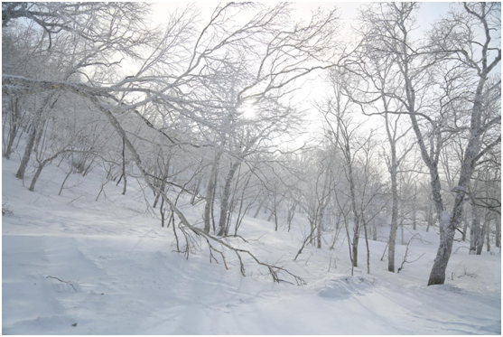 老高电商旅行团 雪乡站花絮