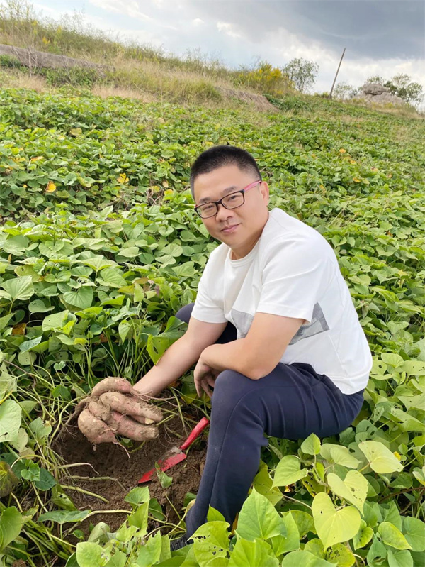 老高挖红薯